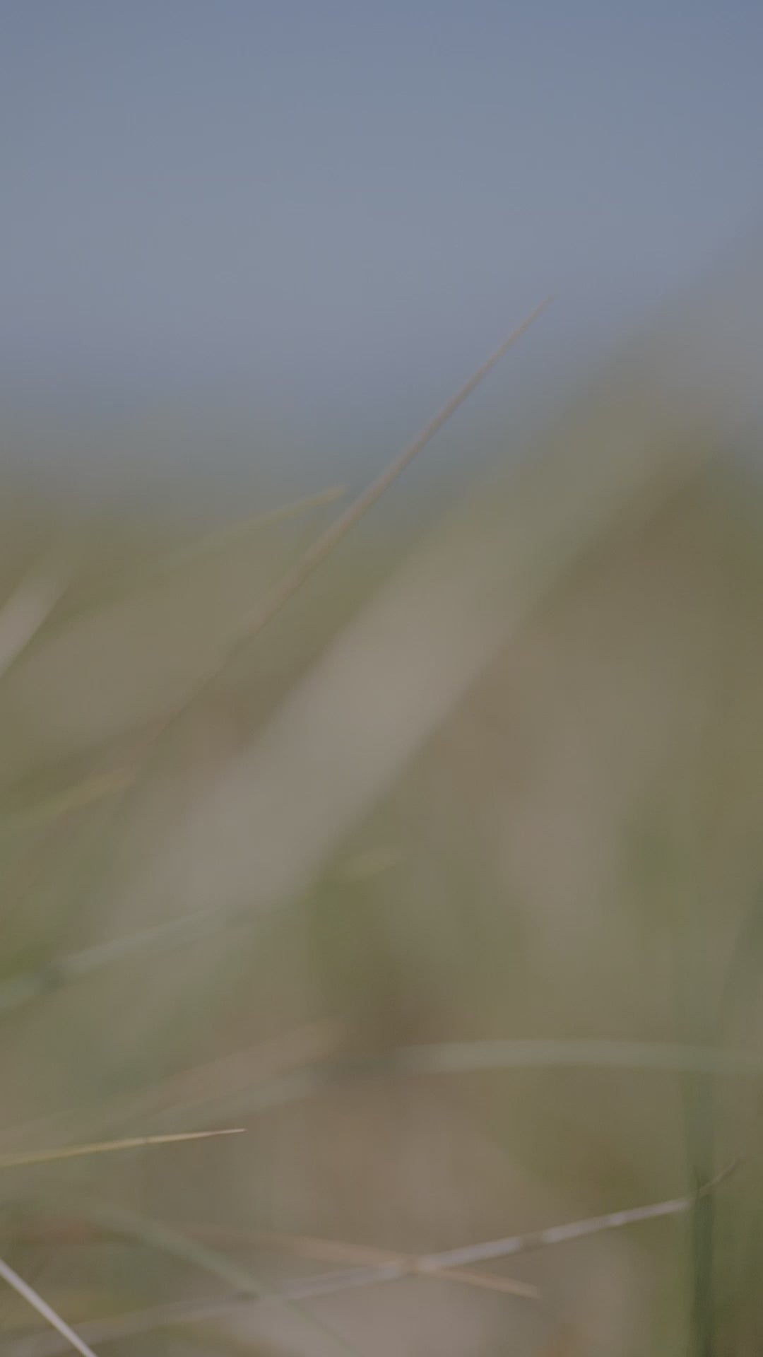 Summer Dress with Short sleeves in Polka Dot